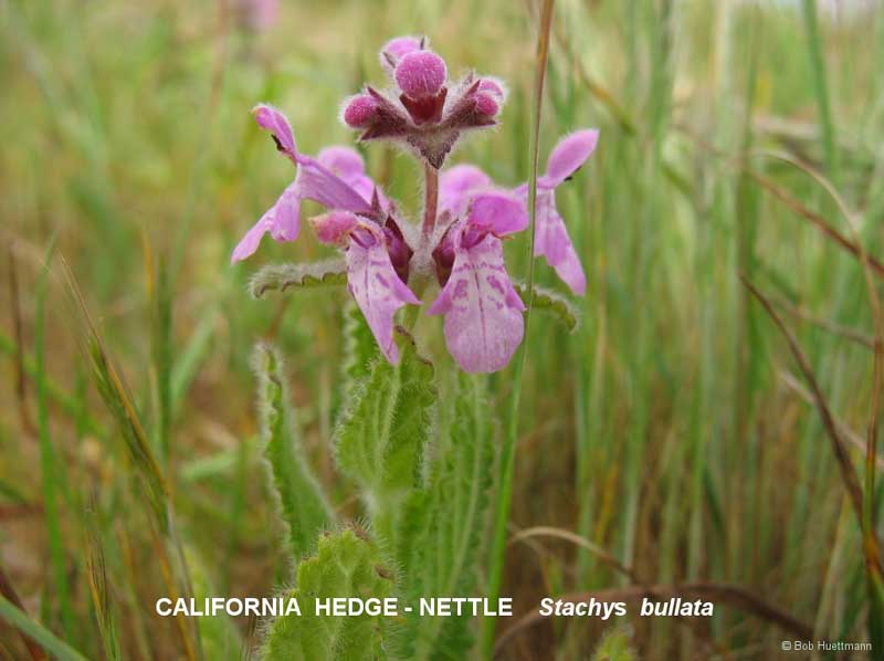 California Hedge-Nettle 
