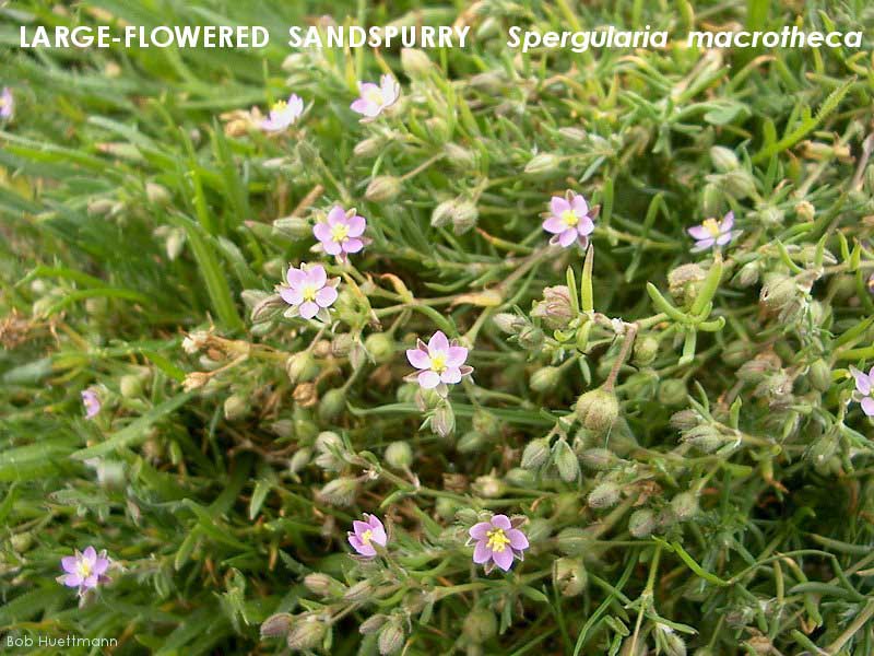 Lrg-floweredSandspurry 