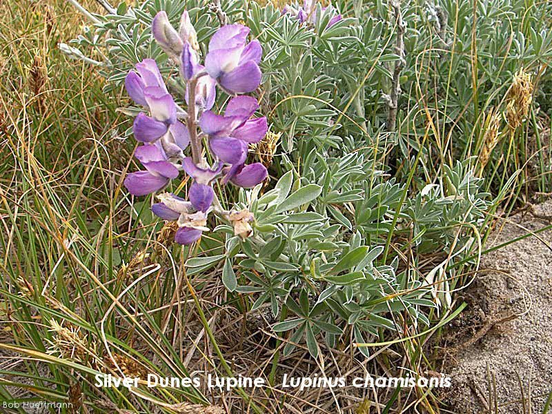 Silver Dunes Lupine 