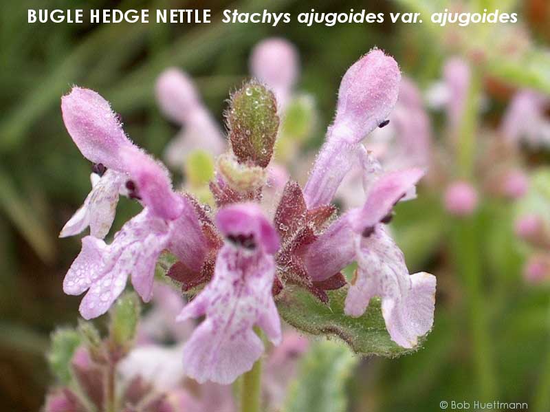 Bugle Hedge-Nettle 