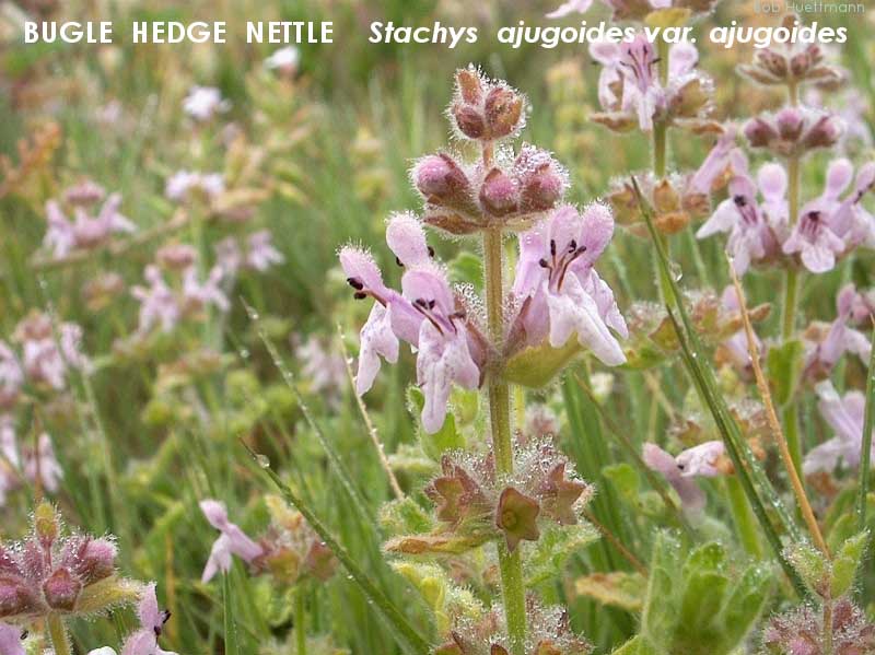 Bugle Hedge-Nettle 2 