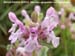 Bugle Hedge-Nettle