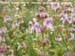 Bugle Hedge-Nettle 2