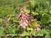 Flowering Currant