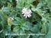 White-stemmed Filaree