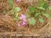 Wild Radish, Pink