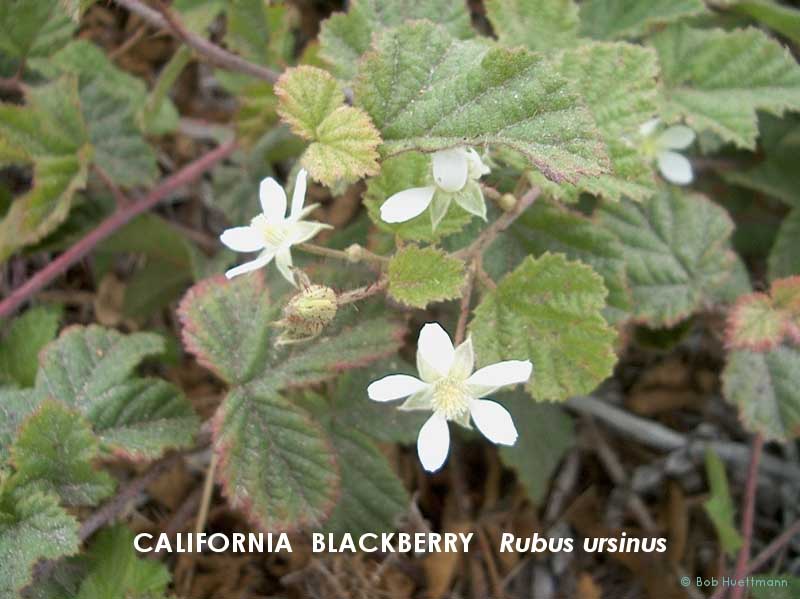 California Blackberry 