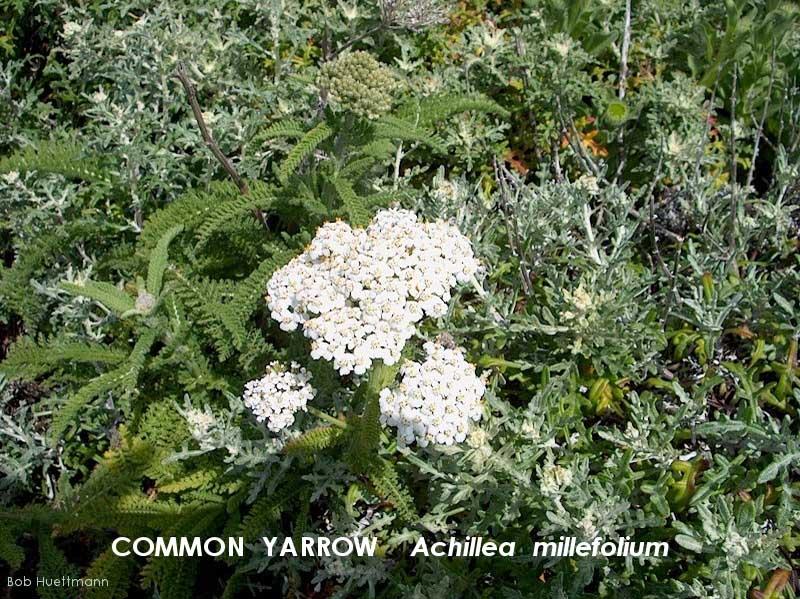 Common Yarrow 2 