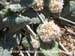 Coast Buckwheat 