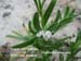 Coast Cryptantha 