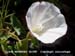 Coast Morning Glory 2 