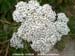 Common Yarrow 