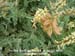 Ocean Bluff Milkvetch 