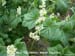 Wild Cucumber 