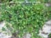 Wild Cucumber 2 
