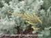 Beach Sagewort
