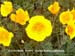 California Poppy