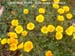 California Poppy 2