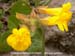 Common Monkey Flower