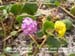 Colored Sand Verbena 