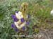 Varied Lupine 